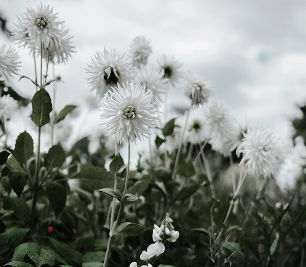 White flowers in a field. Read on for tips from an EMDR therapist in Santa Clarita, CA for trauma therapy, ptsd treatment, anxiety therapy, and online therapy in California. Get the support you need to live your life on your terms again, here.