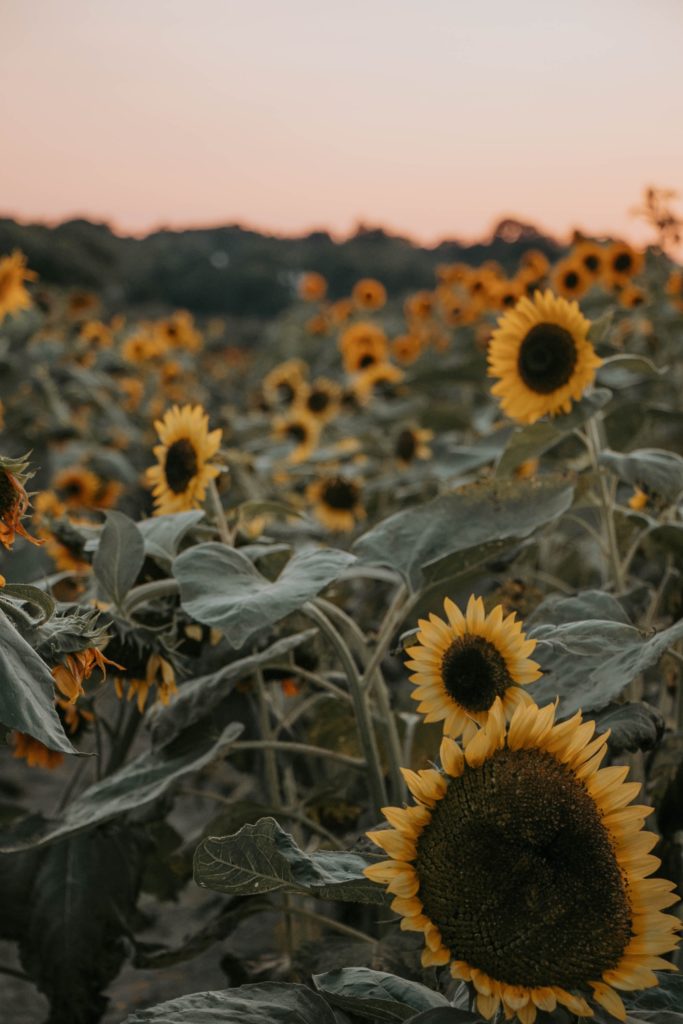 Field of sunflowers provides hope after trauma and PTSD. You can get EMDR for trauma therapy and ptsd treatment with an emdr therapist in Santa Clarita, CA and in online therapy in California here.