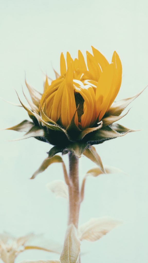 Single sunflower for a survivor of trauma having symptoms of PTSD. You can get EMDR for trauma therapy and ptsd treatment with an emdr therapist in Santa Clarita, CA and in online therapy in California here.